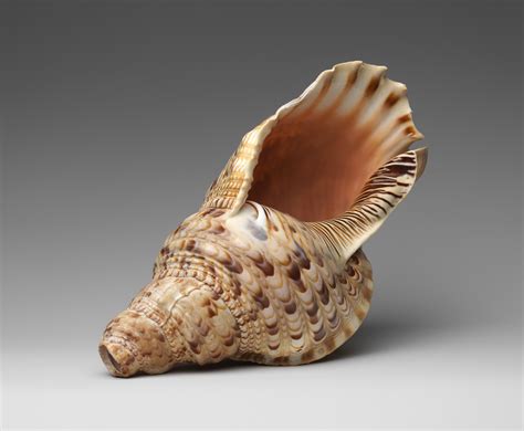 shell used as a trumpet